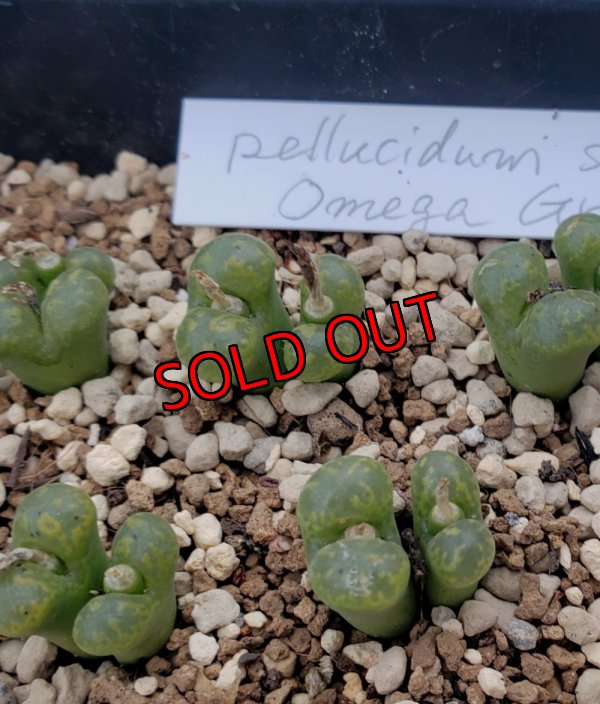 画像2: pellucidum SH 2496 Omega Green【24-11】