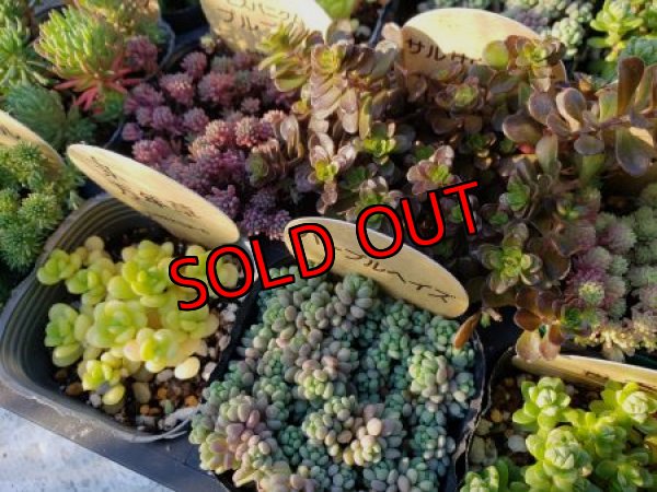 画像3: いちかわふぁーむさんのセダムセット/10P-A　(19-12)