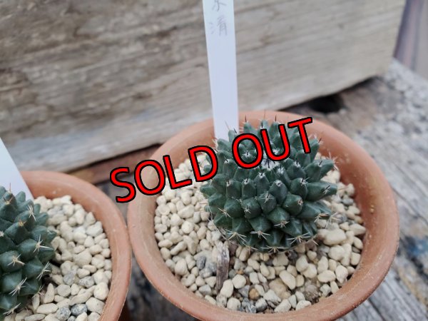 画像10: 景清/Mammillaria sempervivi var. caput-medusae　