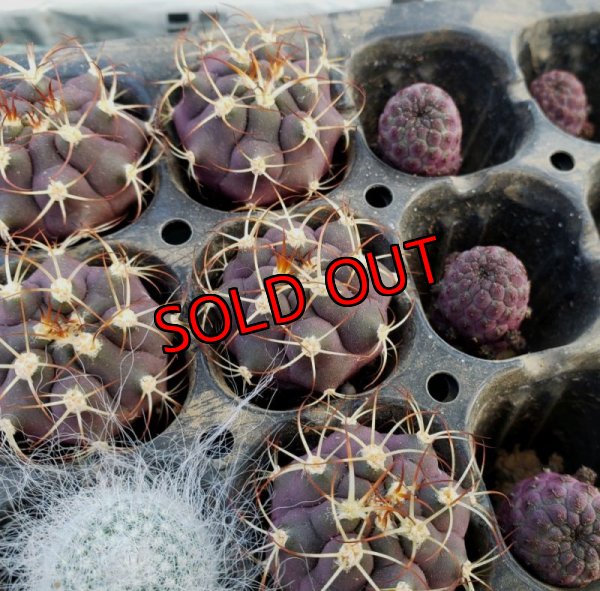 画像2: 尾形丸/Gymnocalycium pflanzii var. albipulpa