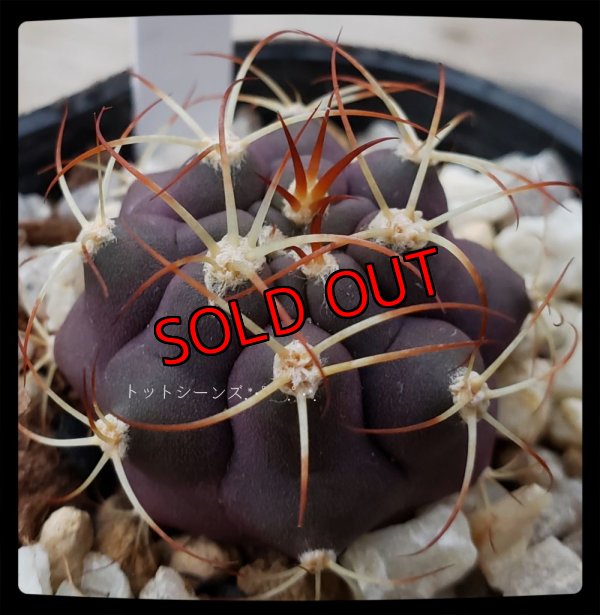 画像1: 尾形丸/Gymnocalycium pflanzii var. albipulpa