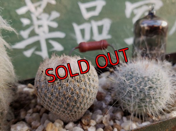 画像4: サボタニＭＩＸ(白のサボちゃん編)-3　6P（22-12）