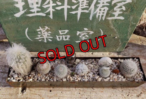 画像2: サボタニＭＩＸ(白のサボちゃん編)-3　6P（22-12）