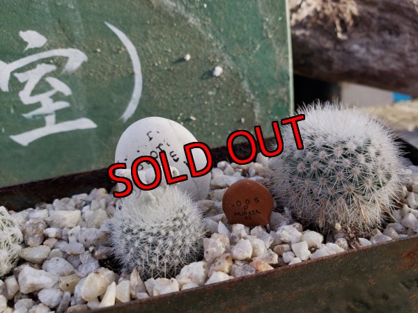 画像5: サボタニＭＩＸ(白のサボちゃん編)-3　6P（22-12）