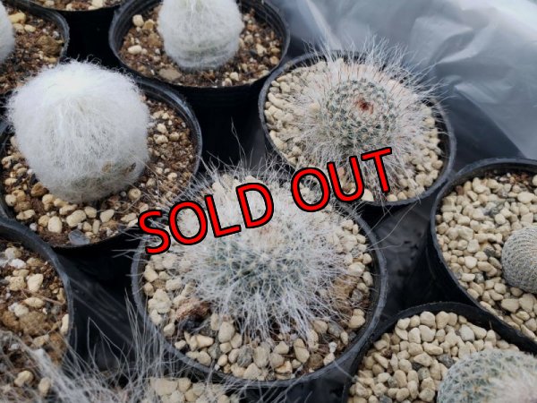 画像7: 白のサボタニＭＩＸ6P+古い器（22-12）