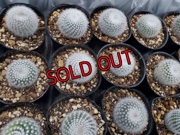 画像6: 白のサボタニＭＩＸ6P+古い器（22-12）