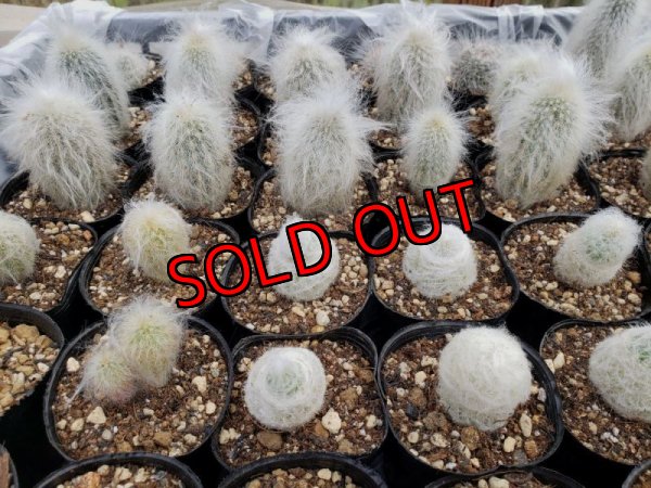 画像5: 白のサボタニＭＩＸ6P+古い器（22-12）