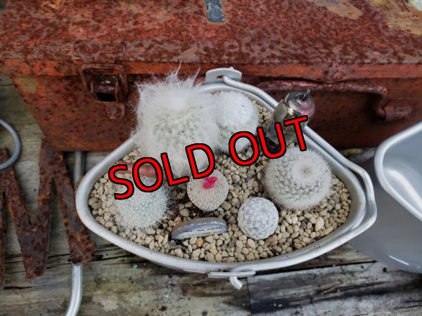 画像2: 白のサボタニＭＩＸ6P+古い器（22-12）