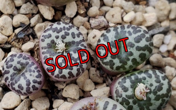 画像2: 福/松☆コノフィツム・スペシャルセット（22-12）