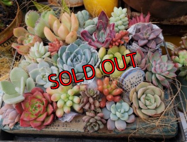 画像3: 紅葉多肉とセダムの抜き苗プルプルセット♪20P/21-1