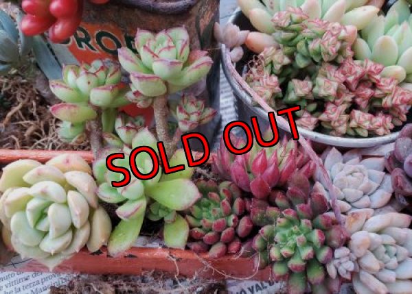 画像6: 紅葉多肉とセダムの抜き苗プルプルセット♪20P/21-1