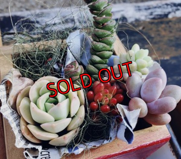 画像6: いちかわふぁーむさんのセダム＆木箱付セット/Ｄタイプ(2/23)