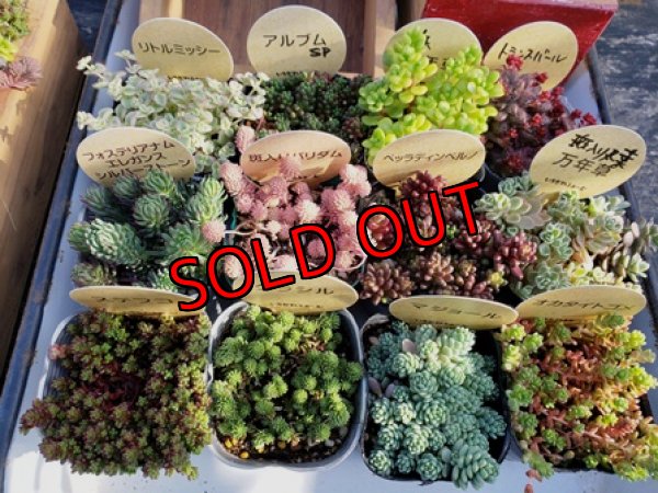 画像3: いちかわふぁーむさんのセダム＆木箱付セット/Ｄタイプ(2/23)