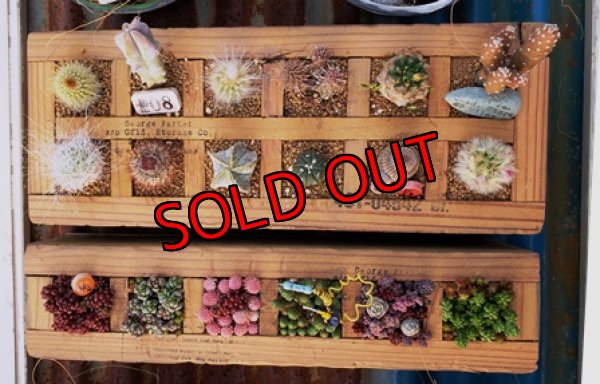 寄せ植え参考例です