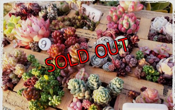 植えるとこんな感じです