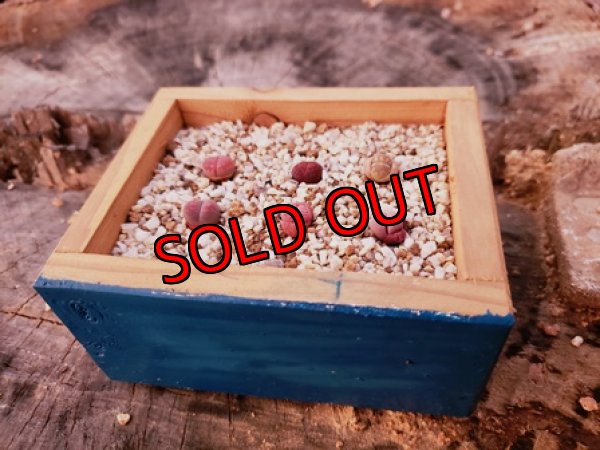 画像2: 群仙園さんのリトサンセット〜レッド♡4/24