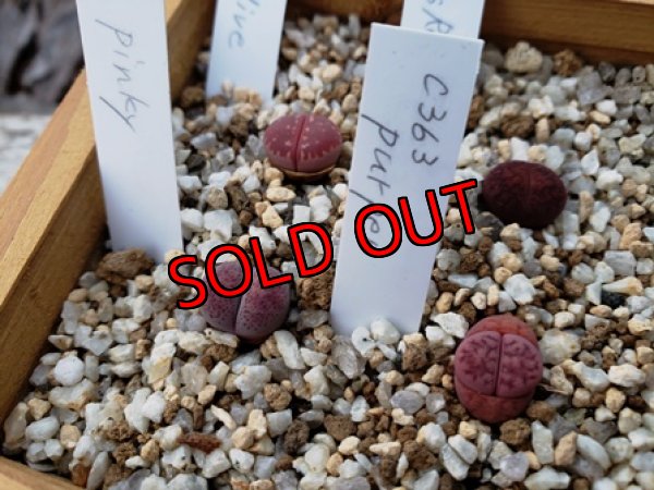 画像3: 群仙園さんのリトサンセット〜レッド♡4/24