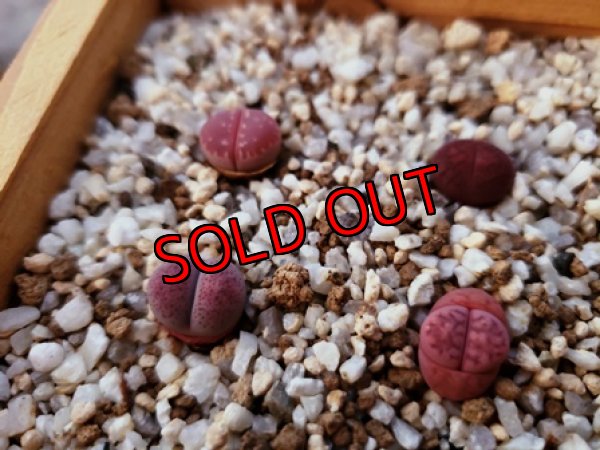 画像5: 群仙園さんのリトサンセット〜レッド♡4/24