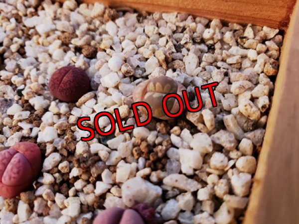 画像4: 群仙園さんのリトサンセット〜レッド♡4/24