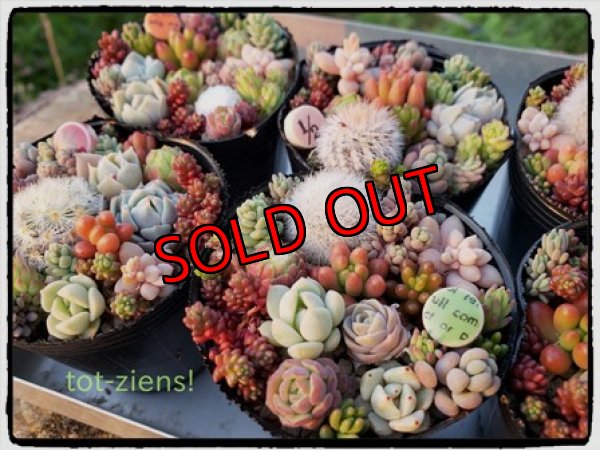 チマッとポット