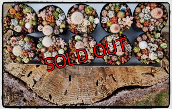 画像5: 小さな植物と小さなパーツのセット〜木箱編♡4/24