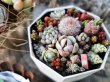 画像5: 小さな植物と小さなパーツのセット〜チマット編♡3-4/23