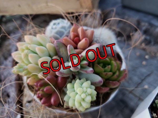 画像4: 小さな植物と小さなパーツのセット〜チマット編♡3-4/23