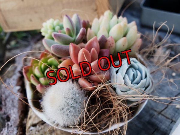 画像3: 小さな植物と小さなパーツのセット〜チマット編♡3-4/23