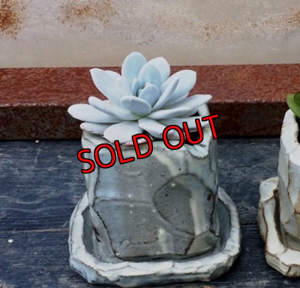 植物入れるとこんな感じ