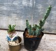 オプションの植物(別売り)