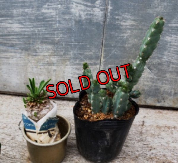 オプションの植物(別売り)