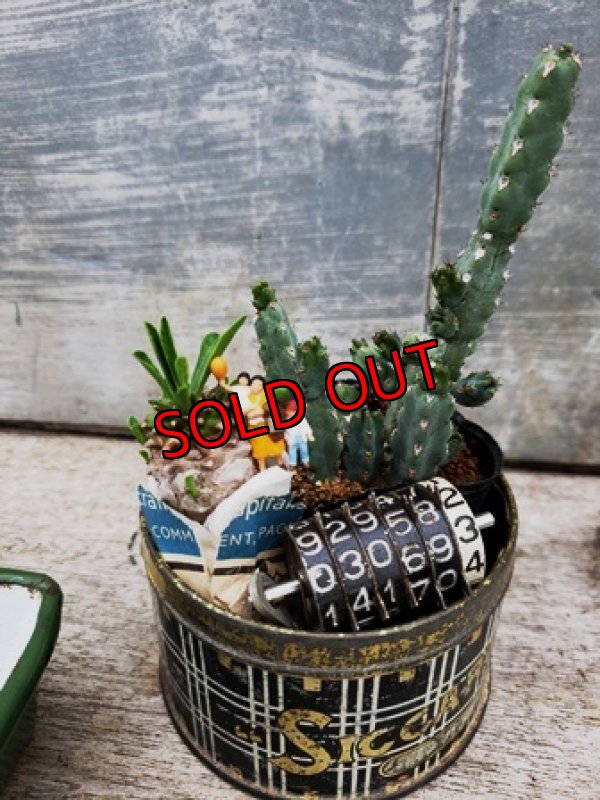 別売りの植物合わせるとこんな感じです＾＾