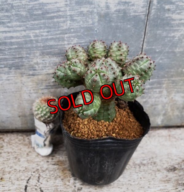 オプションの植物/プシュードグロボーサ＆紅小町