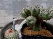 オプションの植物