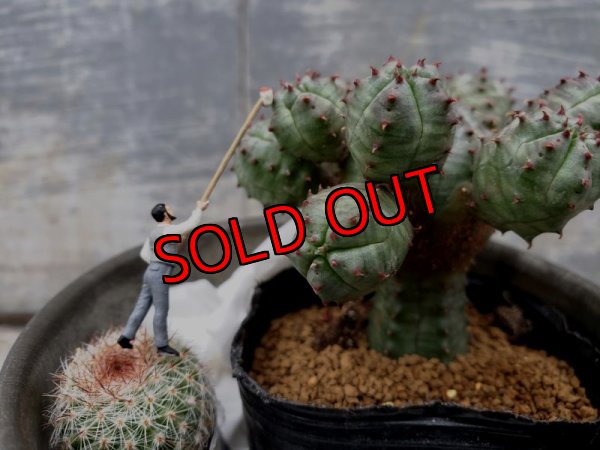 オプションの植物