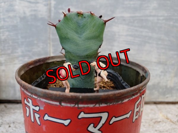 画像2: 古いパーツ/キリトリ☆軍配・オプンチア編-19-6/30-2