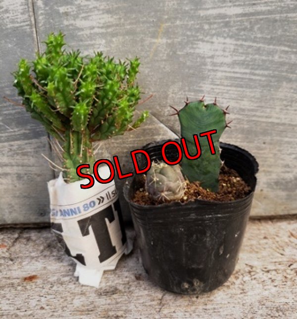 画像4: 古いパーツ/キリトリ☆軍配・オプンチア編-19-6/30-2