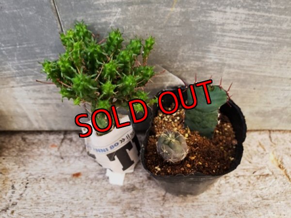 画像5: 古いパーツ/キリトリ☆軍配・オプンチア編-19-6/30-2