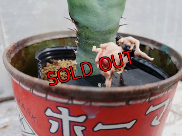 画像7: 古いパーツ/キリトリ☆軍配・オプンチア編-19-6/30-2