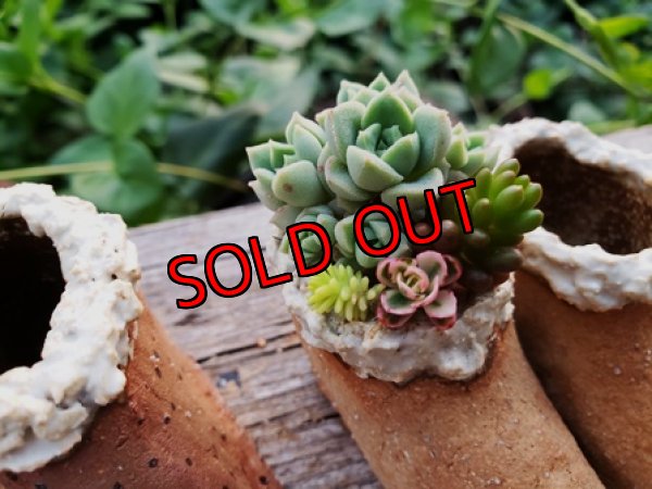 植物入れるとこんな感じです＾＾