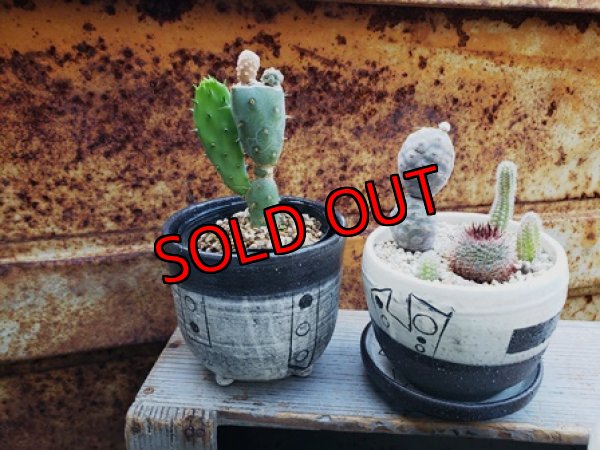 植物入れるとこんな感じです。