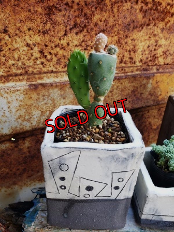 画像2: 幾何学シリーズ/角1