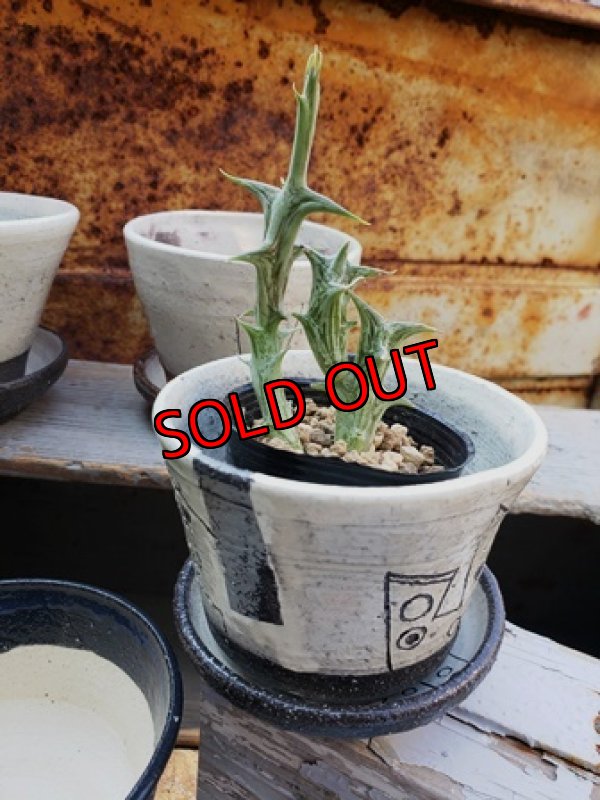 植物入れるとこんな感じです