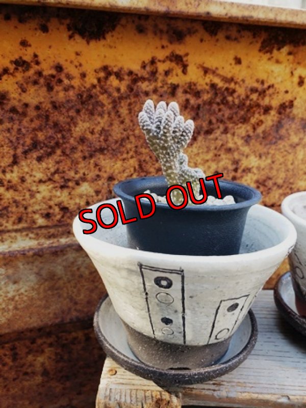 画像3: 幾何学シリーズ/皿付-5