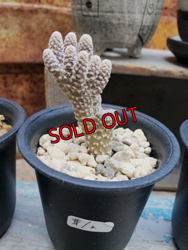 (2)これぞ白鶏冠って感じの形ですね。