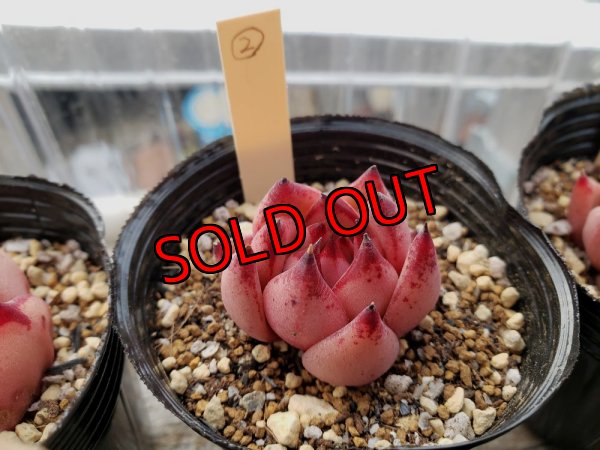 画像3: クスエボニー　2寸（22-3）