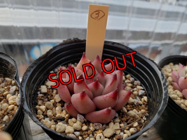 画像4: クスエボニー　2寸（22-3）