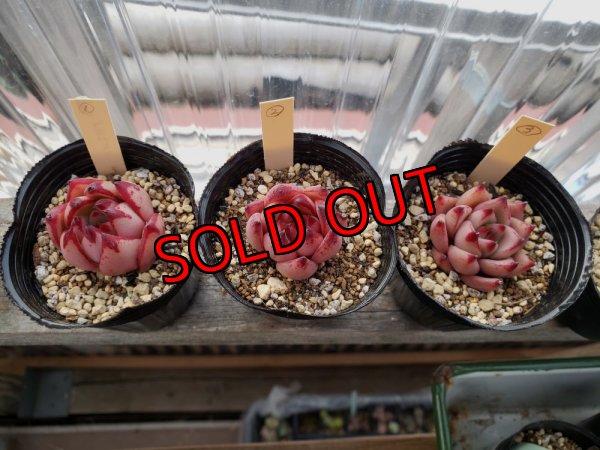 画像6: クスエボニー　2寸（22-3）