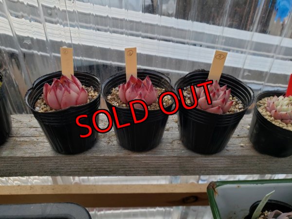 画像5: クスエボニー　2寸（22-3）