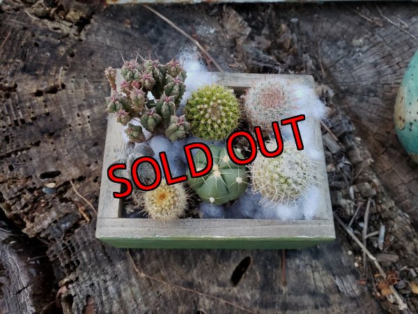 画像5: ミニサボ+ユーフォルビアセット　7P（22-3）